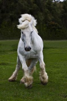 white horse