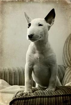 Vega, 3 months old - English Bull Terrier #dog #bullterrier