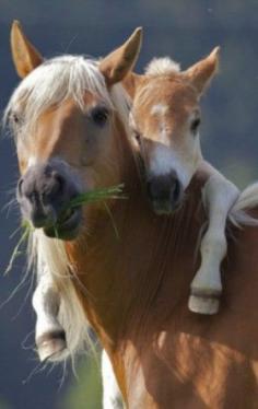 
                    
                        Wild Horses
                    
                