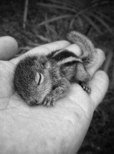 Baby Squirrel. While working in Sri Lanka, BBC documentary filmmaker Paul Williams nursed a baby chipmunk after it got separated by its mother.