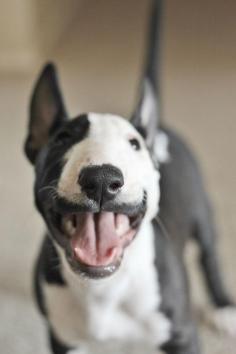 Great smiling English Bull Terrier!