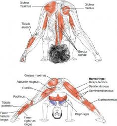 Utthita hasta padasana, stretches the back and inner thighs. It is a good preparation pose for tripod headstand