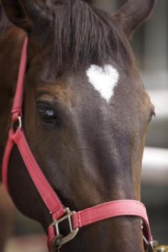 
                    
                        Love Hearts In Nature - Possibly the sweetest horse ever!
                    
                