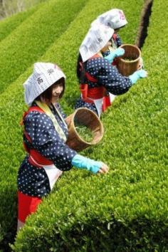 green tea fields.........................v