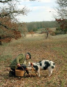 truffle pig and man - squaremeal:  (via Truffle Hunting | David Lebovitz)
