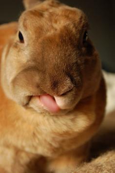 
                    
                        My goodness, does he have a hare-lip
                    
                