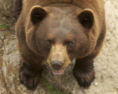 The bear who saved an elderly hiker’s life. | The 24 Most Heroic Animals In History