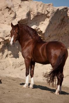 
                    
                        beautiful chestnut stallion
                    
                