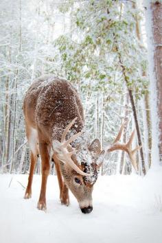 baby#deer #snow | by michael higgens  Baby deer do no have horns this size.