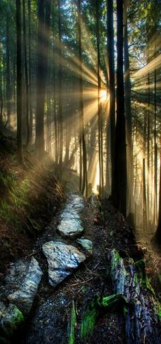 'My forest path' Ketchikan, Alaska