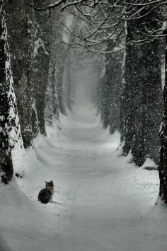 #cats #snow #trees #winter #photography #alleys