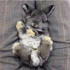 fluffy bunny. sleepy bunny