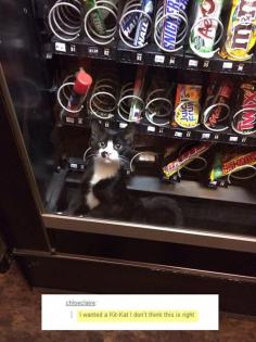 Crazy Cat Lady Vending Machine