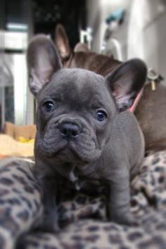 Baby frenchie