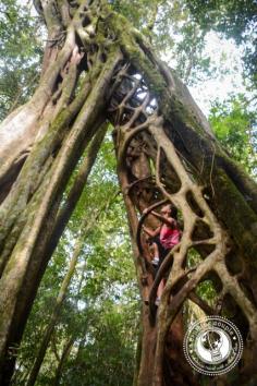 
                    
                        Ficus tree Monteverde Costa Rica
                    
                