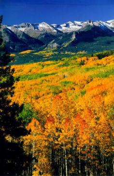Autumn is glory, by it's very nature and there never was such glory as the Aspen of Colorado in Autumn!  This is on the Leadville side, going up toward Independence Pass.