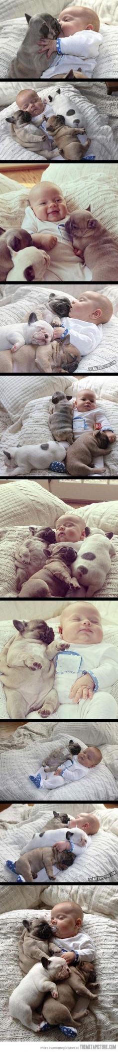 cute babies and french bulldog puppies. Cutest thing I've ever seen! :'D