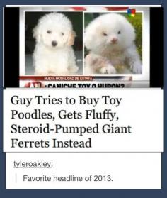 
                    
                        Favorite headline of 2013 // funny pictures - funny photos - funny images - funny pics - funny quotes - #lol #humor #funnypictures
                    
                