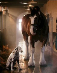 Majestic Clydesdale and loyal Dalmatian friend, just love this