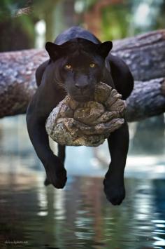 
                    
                        Beautiful black panther! Image credit: Charlie Burlingame
                    
                