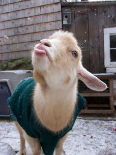 Kissing goat in a green fleece