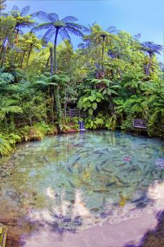 Trout springs, Rotorua, New Zealand - this is another post of a picture that has been repined alot. Except this one says trout springs, Rotorua. I zoomed in on this shot and they appear to be large rainbow trout, but then the seen looks totally tropical ? I guess this must be a large spring.