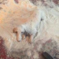 Roll wiener in flour....