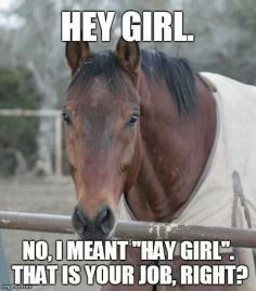 Hey girl…no "HAY" girl! #Horses OMG!!!!!!!