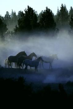 wild horses in the morning mist