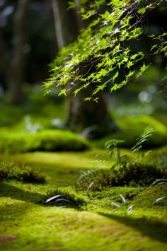 green forest beautiful