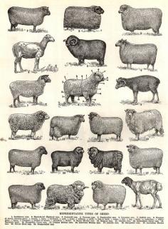 Old print of sheep breeds