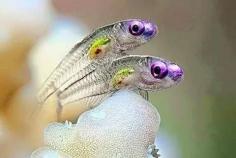 
                    
                        Beautiful little Fish..:)
                    
                