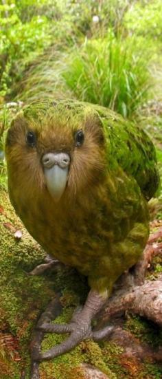 
                    
                        Kakapo, large, flightless, nocturnal, ground dwelling parrot of New Zealand
                    
                