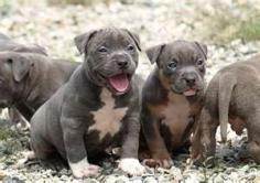 
                    
                        Oh so cute chubby blue pitbull puppies! One of my favorite breeds!
                    
                