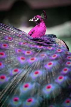 Beautiful pink peacock Such amazing animals there are out there in the world!