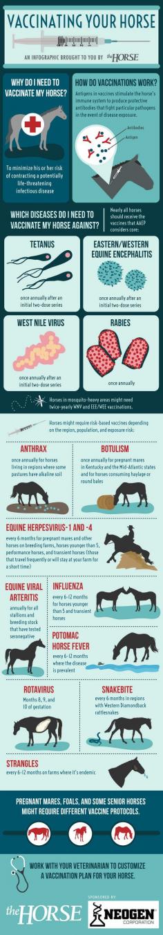 
                    
                        Infographic: Vaccinating Your Horse
                    
                