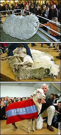 
                    
                        Shrek the sheep.  Shrek, the New Zealand merino sheep which spent 6 years on the run from his owners, finally had his long-postponed encounter with a pair of shears. I can't look at these photos without laughing. What a champ!
                    
                