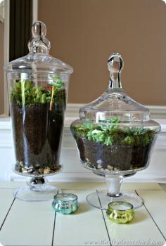 Make Your Own Succulent Arrangement, Terrarium & Planter   20 Great DIY Ideas