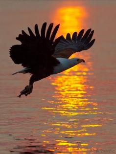 
                    
                        Fish Eagle Sunset
                    
                