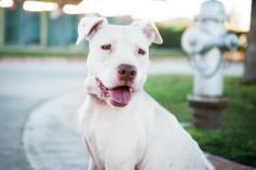 
                    
                        Meet Karma, a Petfinder adoptable Pit Bull Terrier Dog | Georgetown, TX | Karma is a friendly, high-spirited girl who has had a rough life so far. Will you help her change...
                    
                