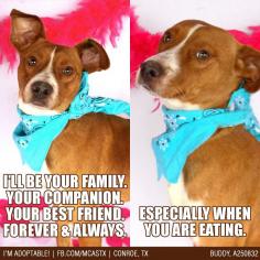 
                    
                        Through good times, and bad times, and (especially) meal times! ;) #mcaspets #funnydogs #adoptme
                    
                