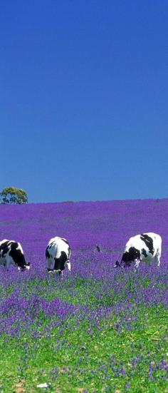 Cows in paddock the purple flower in the paddock is a weed called Paterson's Curse in Australia﻿  Google+
