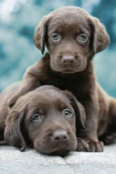 Chocolate Lab Puppies #dogs, #lab, #puppies, #doglovers, #animals, #pets