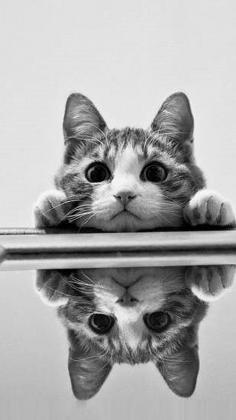 cute cat reflection