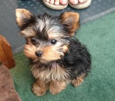 Get a Yorkie dog!