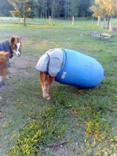
                    
                        Pony stuck in a barrel
                    
                