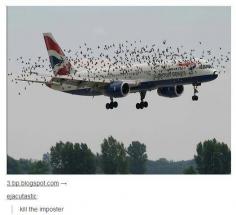 Lol. I wonder what was their real reason for attacking the plane? They couldn't have mistaken it for a giant bird right?