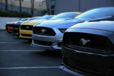 
                    
                        Ford Mustangs
                    
                