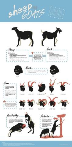 
                    
                        Sheep vs Goat differences Infographic. Also: Sheep go to heaven, goats go to hell. www.youtube.com/...
                    
                