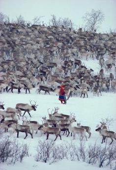 "Sami woman herder, Berit Logje with her reindeer herd before spring migration. Kautokeino. North Norway: Kautokeino, Norwegian Lapland: Arctic & Antarctic photographs, pictures & images from Bryan & Cherry Alexander Photography."